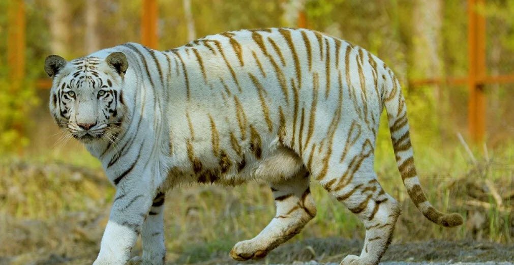 White Tiger Safari &amp; Zoo